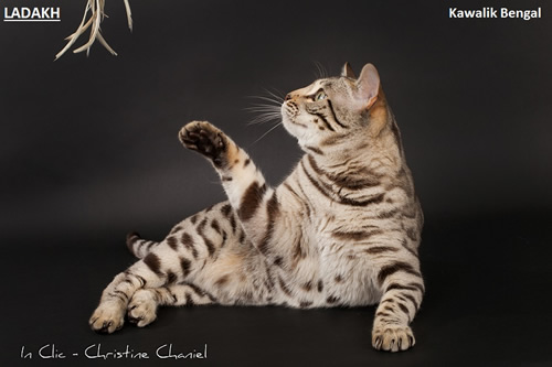male bengal seal sepia